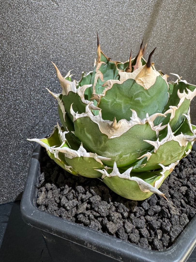 アガベ　オアハカ　現地球　まんまる