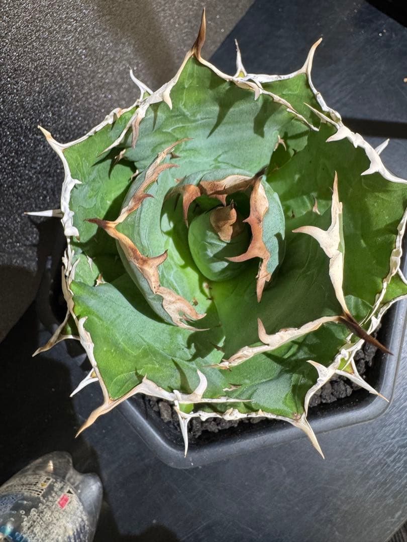 アガベ　オアハカ　現地球　まんまる