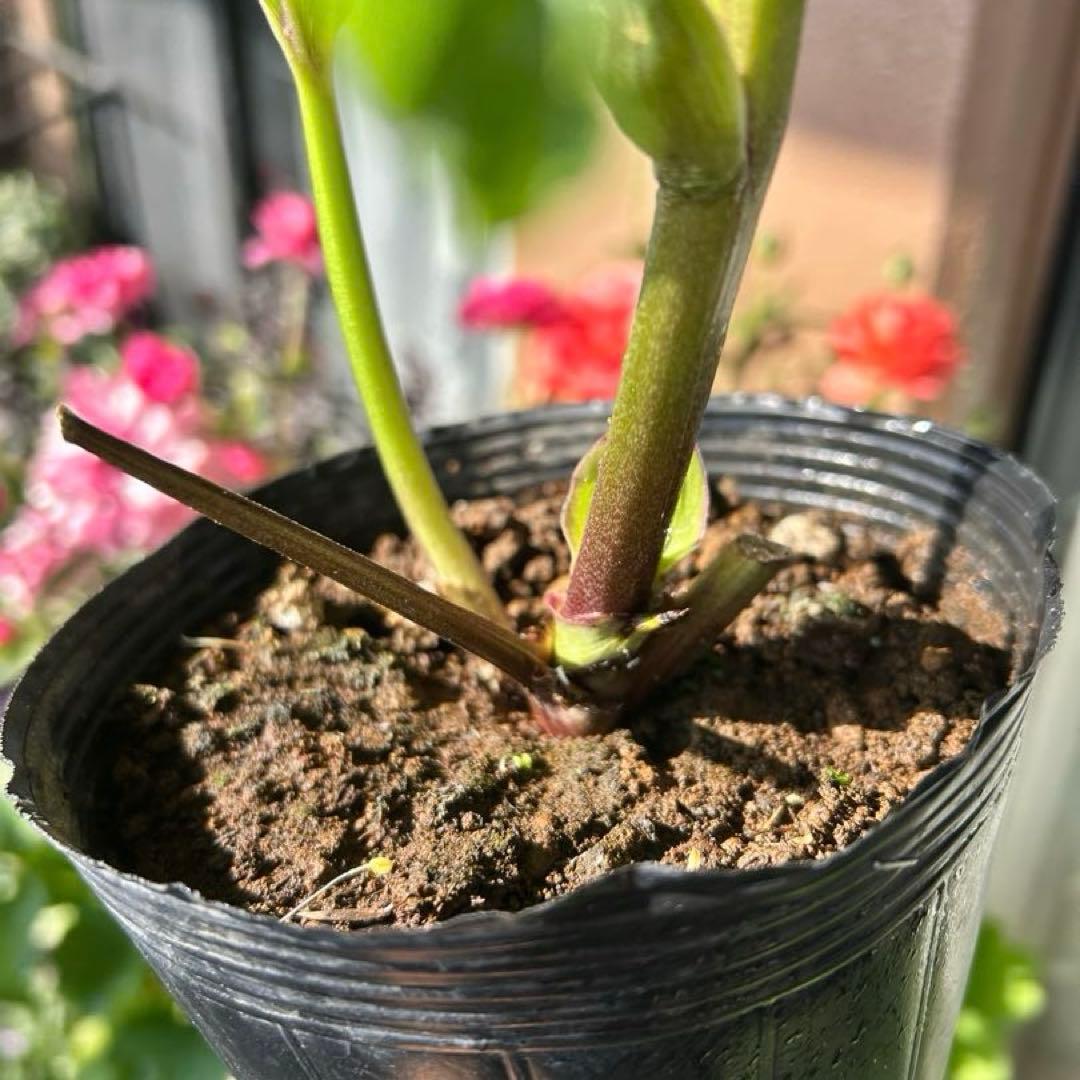 【野田園芸】クリスマスローズ　ダブル　ホワイト系ピコティ　《1/25》