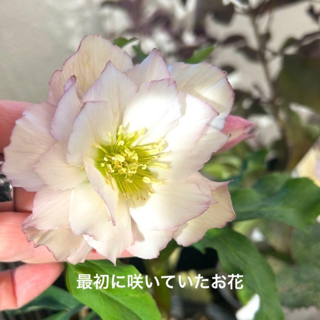 【野田園芸】クリスマスローズ　ダブル　ホワイト系ピコティ　《1/25》