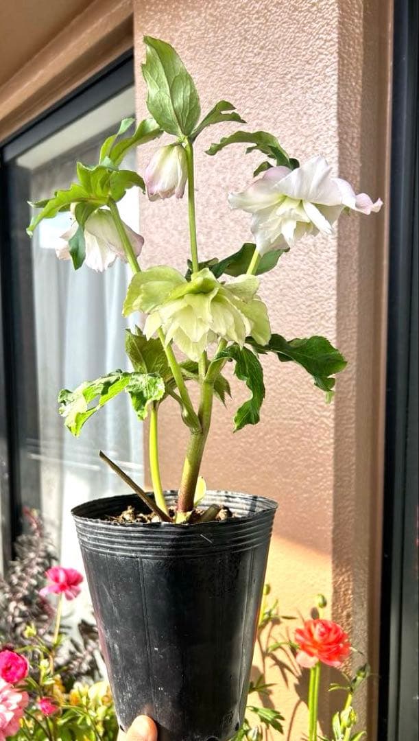 【野田園芸】クリスマスローズ　ダブル　ホワイト系ピコティ　《1/25》