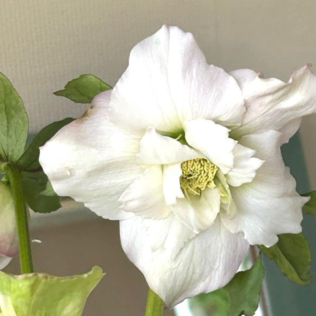 【野田園芸】クリスマスローズ　ダブル　ホワイト系ピコティ　《1/25》