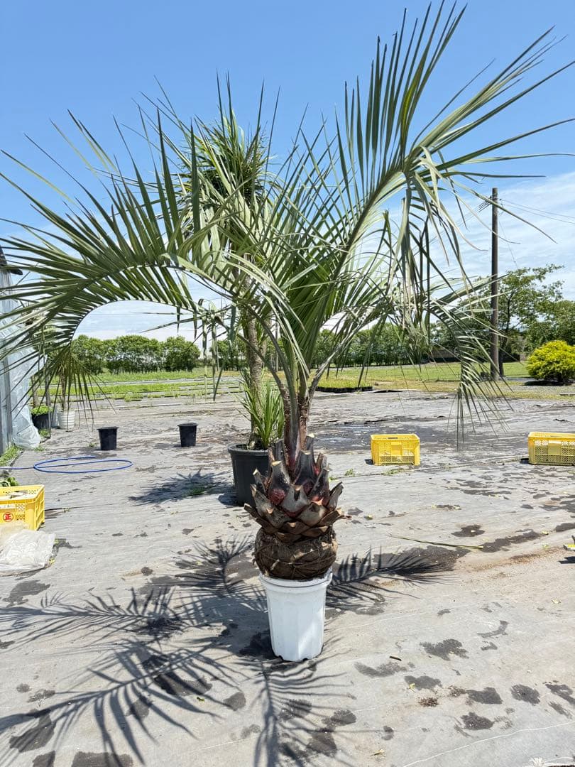 ココスヤシシルバーリーフ 【極太】葉先180cm 幹回り120cm 幹高50cm