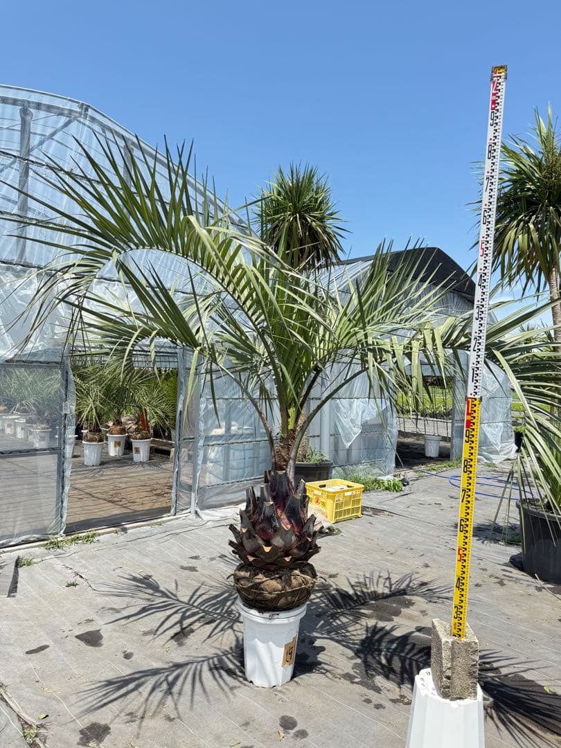 ココスヤシシルバーリーフ 【極太】葉先180cm 幹回り120cm 幹高50cm