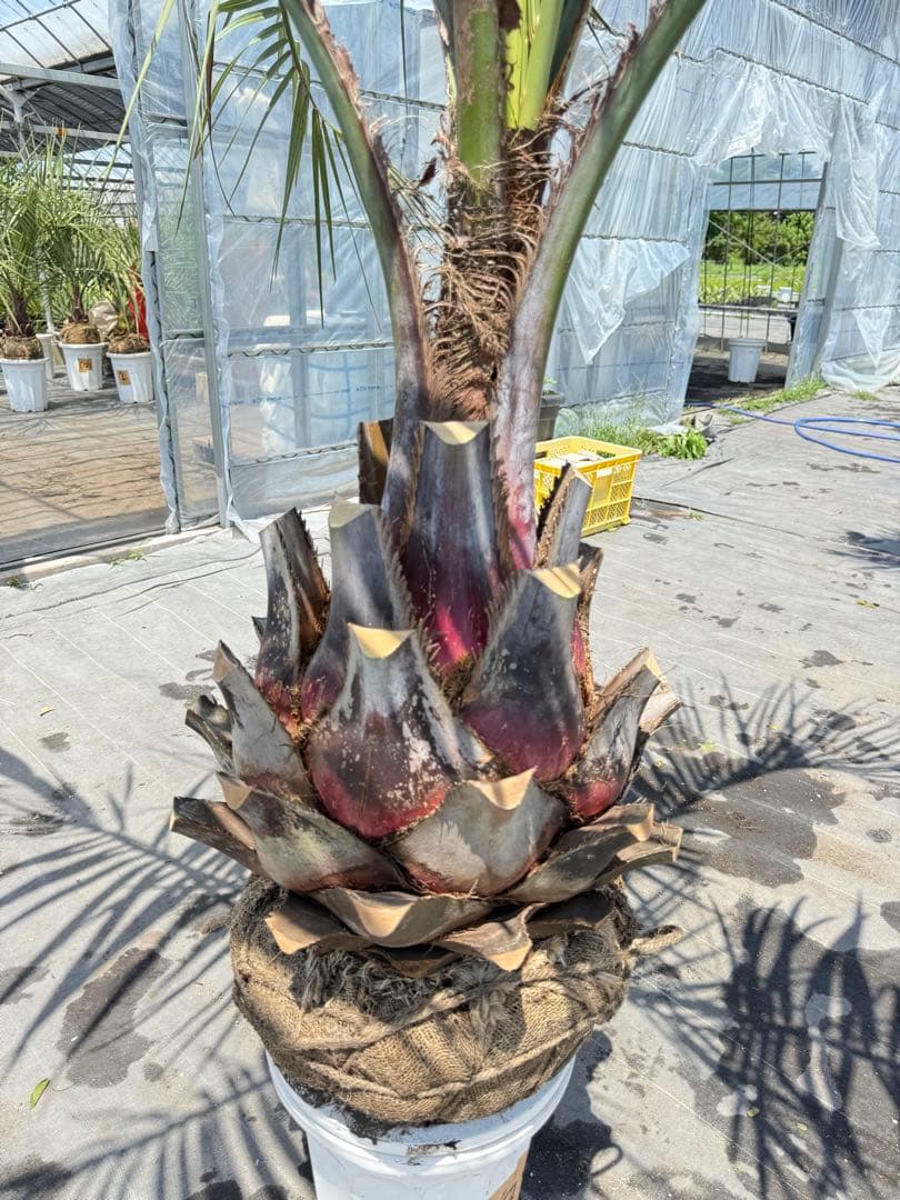 ココスヤシシルバーリーフ 【極太】葉先180cm 幹回り120cm 幹高50cm