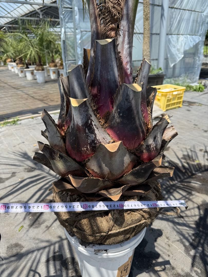 ココスヤシシルバーリーフ 【極太】葉先180cm 幹回り120cm 幹高50cm