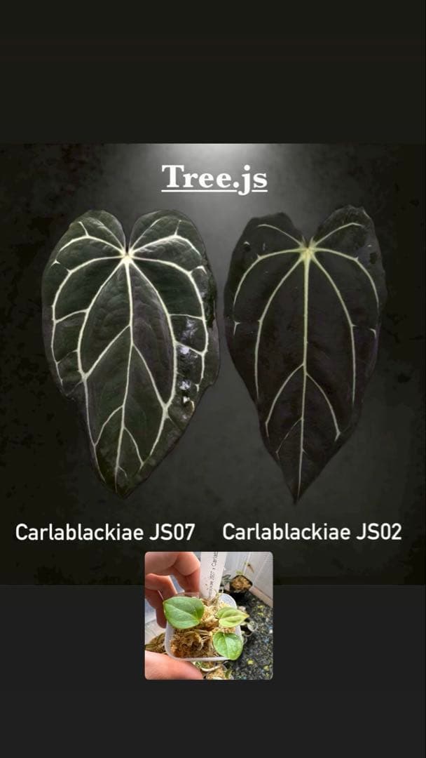 く*ぅ様 アンスリウム カーラブラッキー