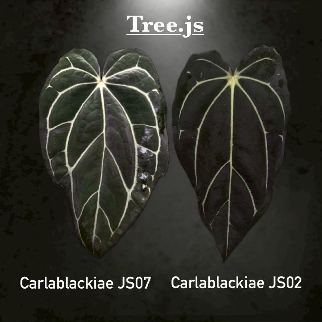 く*ぅ様 アンスリウム カーラブラッキー