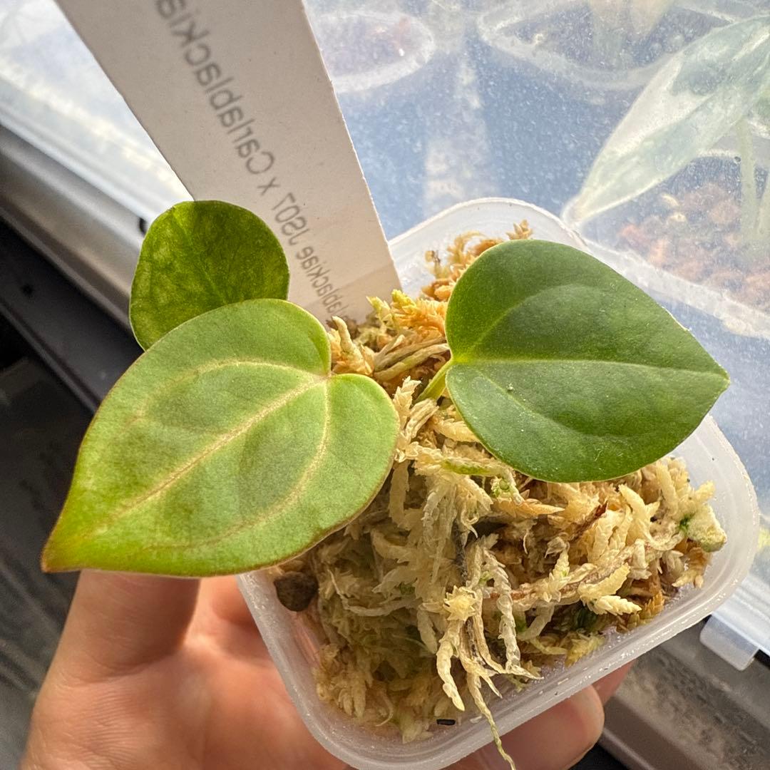 く*ぅ様 アンスリウム カーラブラッキー