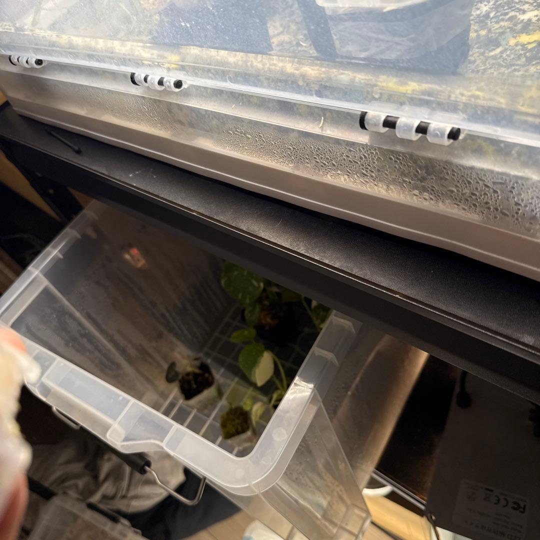 く*ぅ様 アンスリウム カーラブラッキー