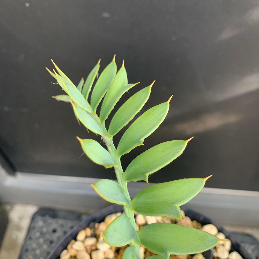 【南ア産・発根済】エンセファラルトス・ホリダス 約5cm｜No4-5