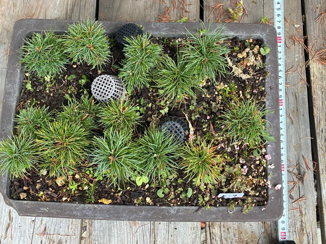 14本セット ★盆栽★ 赤石五葉松　 E-7 ★愛媛県より発送★