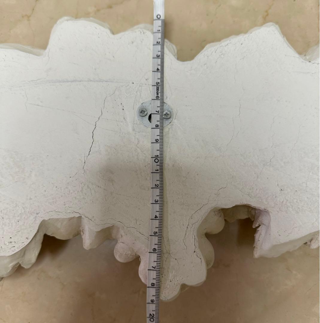 ウォールデコ メダリオン 壁飾り コクシグル ブランマリクロ サラ