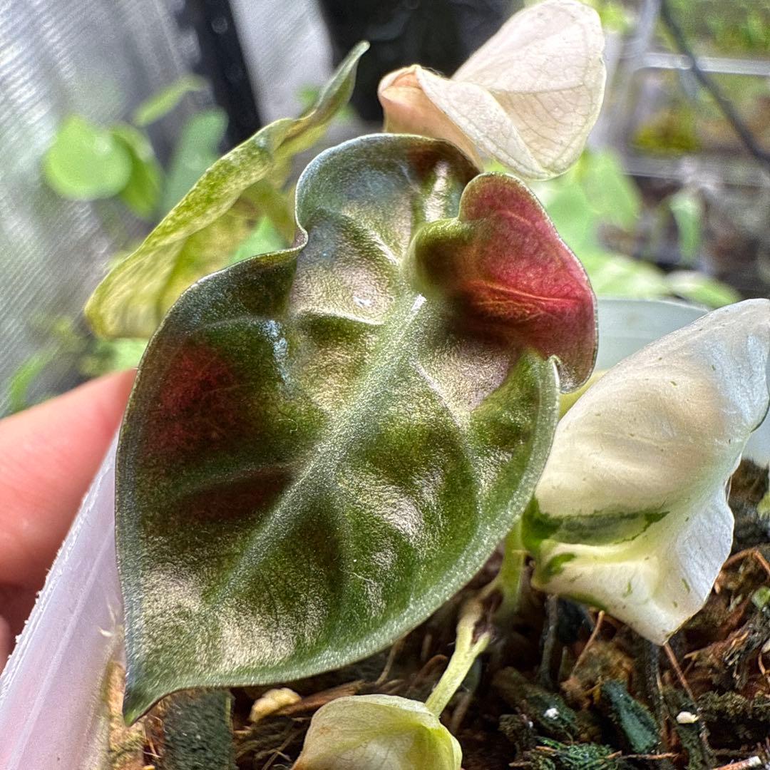 七*草様 美株 アロカシア ハートバルーン ピンク