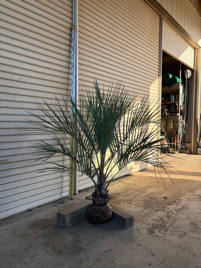 ココスヤシ 根鉢上から120cm - その他観葉植物公式 ストア