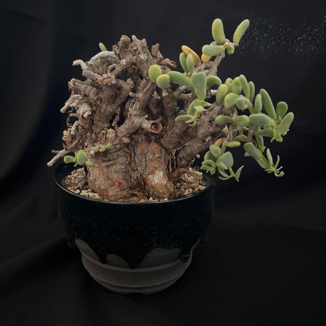 パリー ラッキーストライプ 吉祥天 斑入り 錦 アガベ ドライガーデン