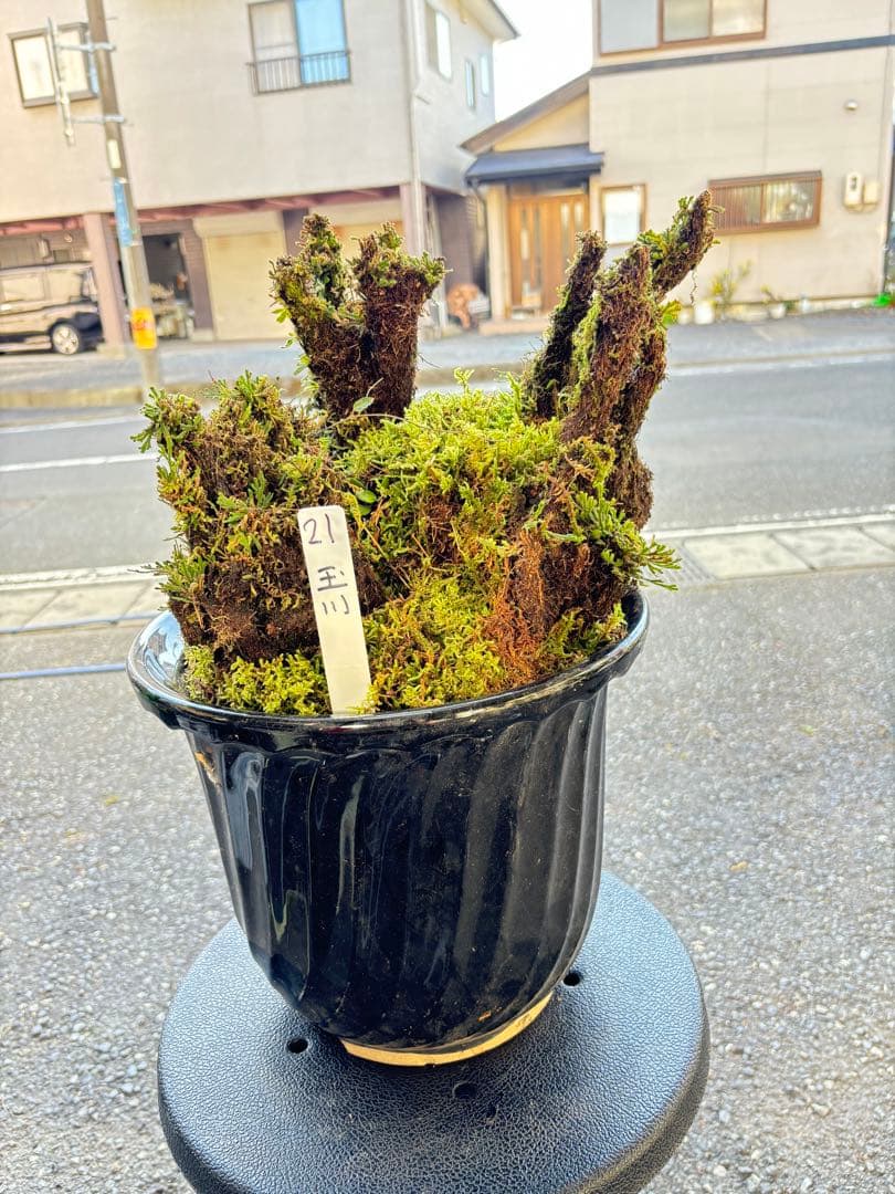 NO21 イワヒバ(岩松) 静岡県 玉川産 30年物 激安の投売り大特価