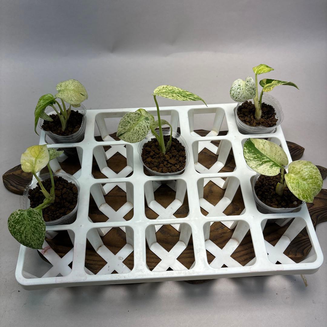 ロ*ィ様 lsw659【特別選抜】ホワイトモンスター／天津蘭 モンステラ斑入り