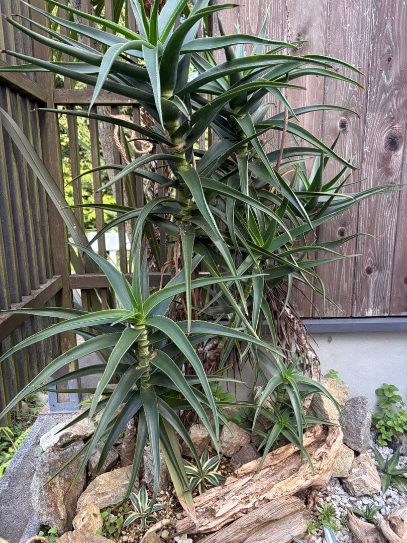 耐寒性アロエ　ストリアツラ複数大株◇ドライガーデン多肉サボテン島アガベ　ユッカ