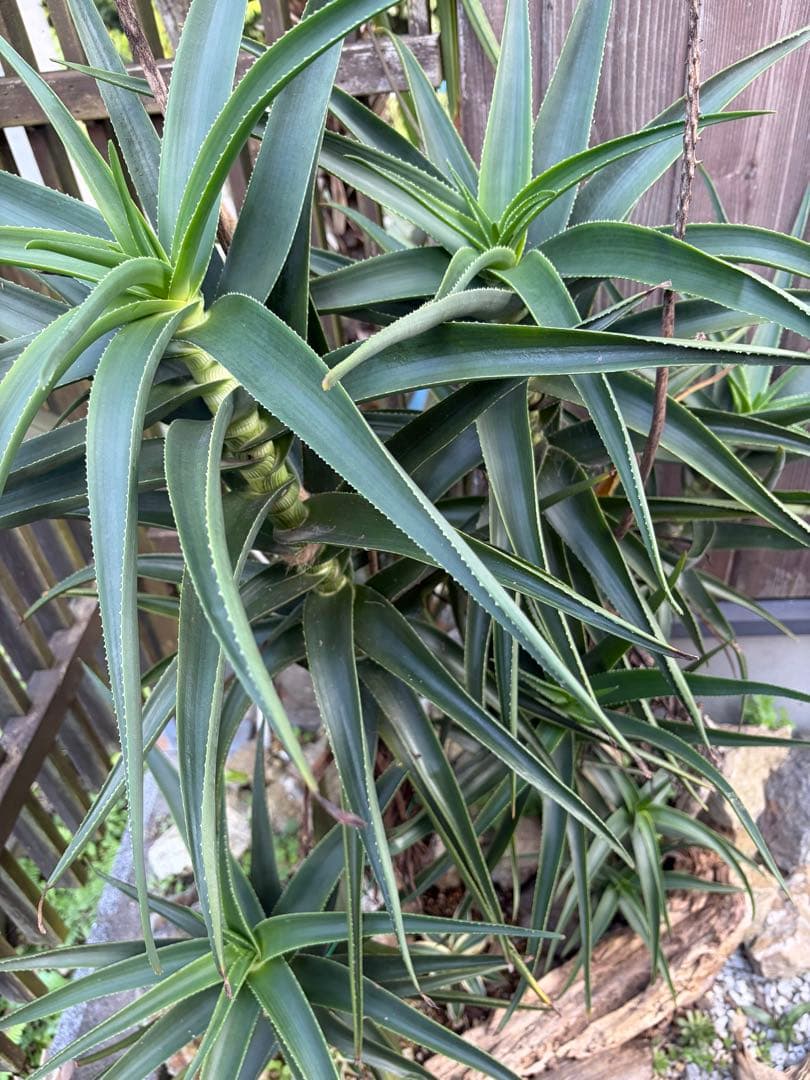 耐寒性アロエ　ストリアツラ複数大株◇ドライガーデン多肉サボテン島アガベ　ユッカ