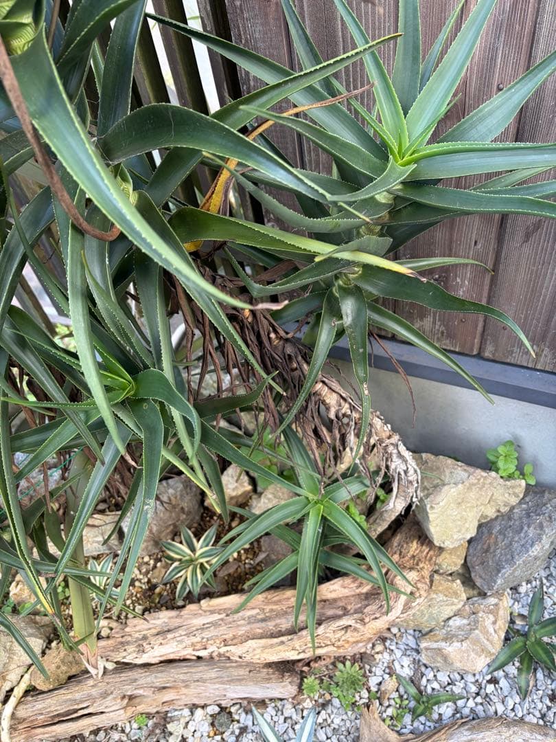 耐寒性アロエ　ストリアツラ複数大株◇ドライガーデン多肉サボテン島アガベ　ユッカ