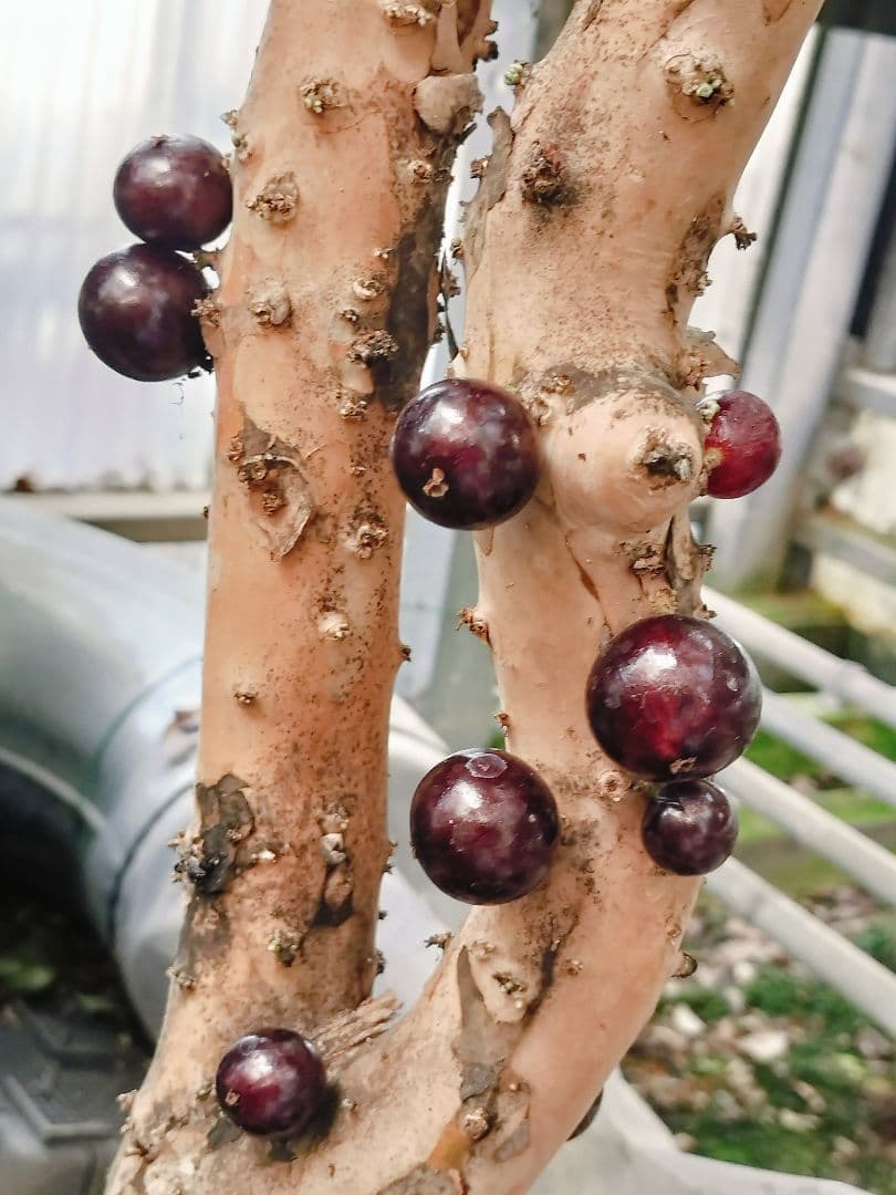 ✿年末セール ジャボチカバ 四季成り 大葉系 サバラ 実生苗10年以上経過(4)