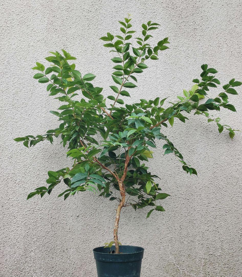 ✿年末セール ジャボチカバ 四季成り 大葉系 サバラ 実生苗10年以上経過(4)