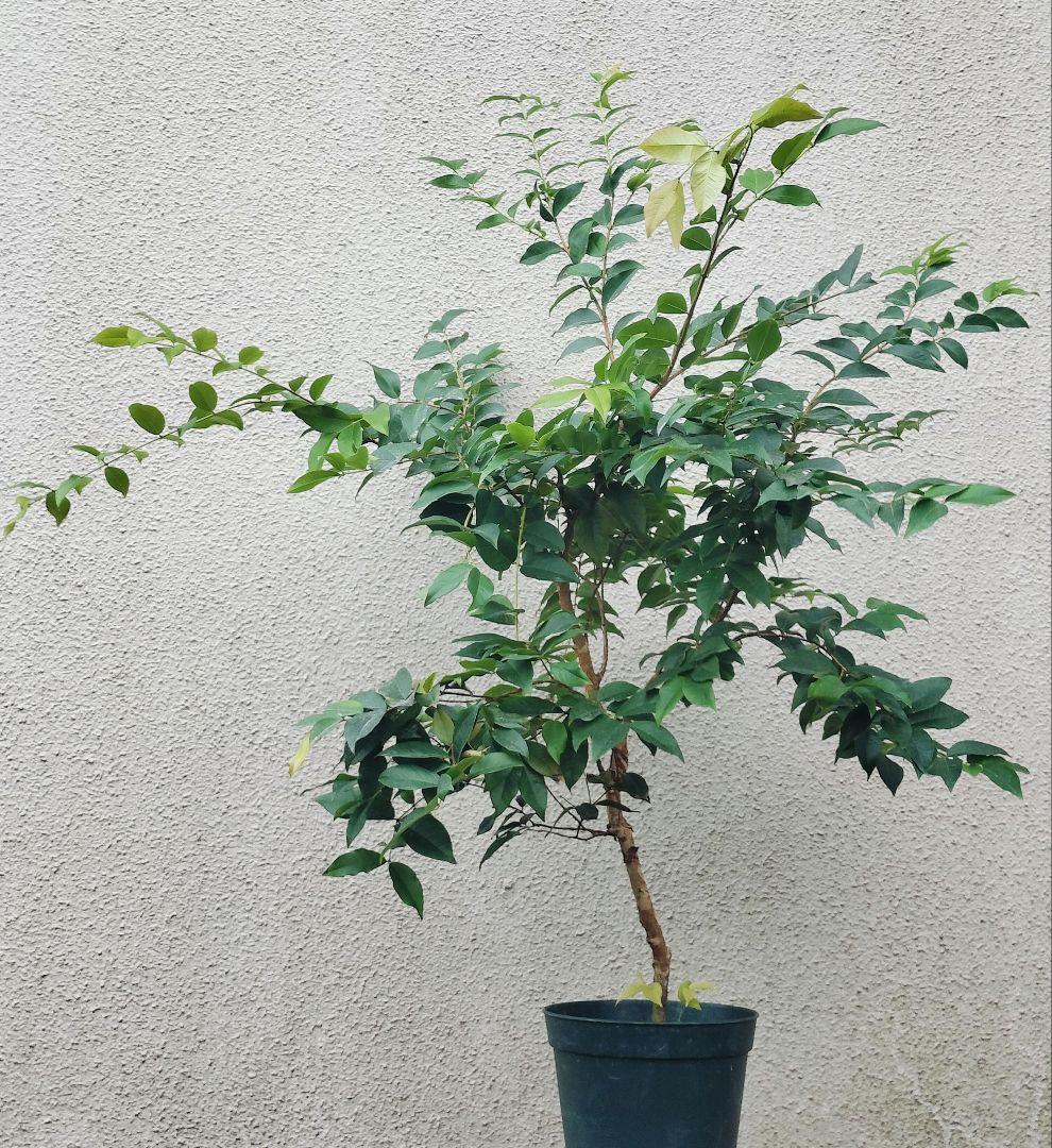 ✿年末セール ジャボチカバ 四季成り 大葉系 サバラ 実生苗10年以上経過(4)