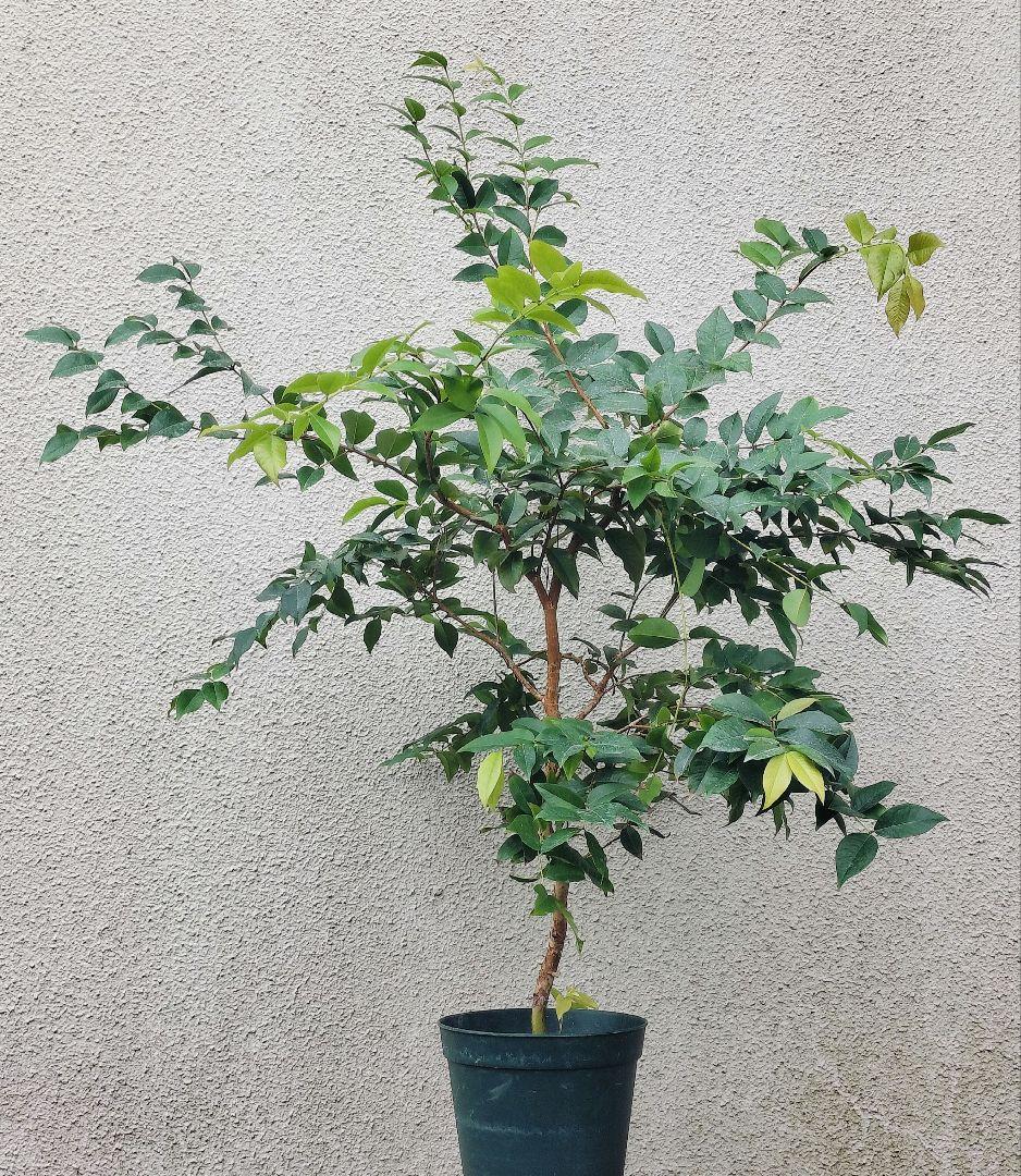 ✿年末セール ジャボチカバ 四季成り 大葉系 サバラ 実生苗10年以上経過(4)