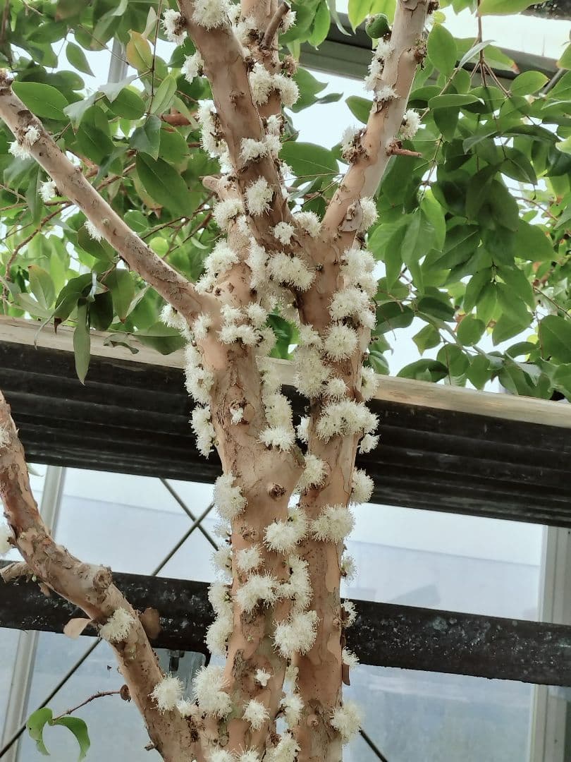 ✿年末セール ジャボチカバ 四季成り 大葉系 サバラ 実生苗10年以上経過(4)