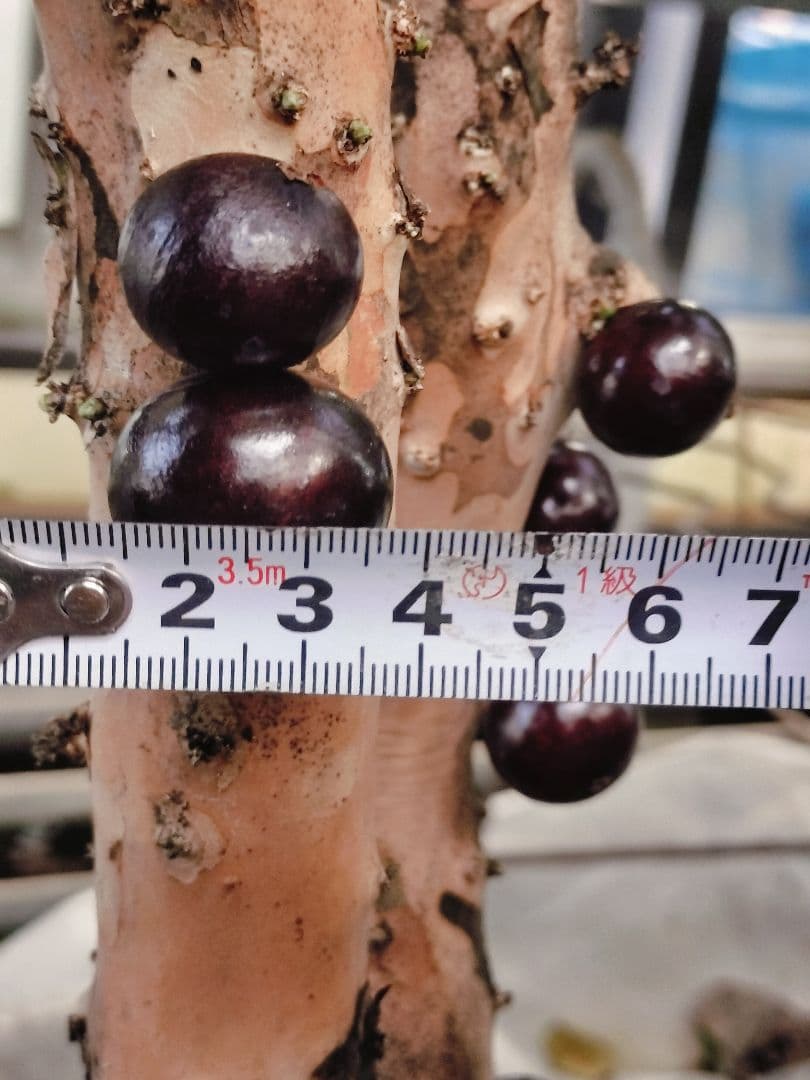 ✿年末セール ジャボチカバ 四季成り 大葉系 サバラ 実生苗10年以上経過(4)