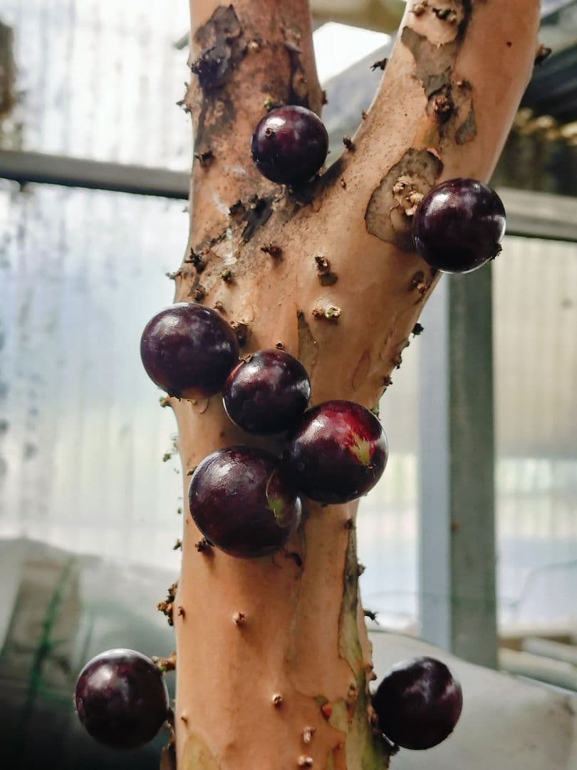 ✿年末セール ジャボチカバ 四季成り 大葉系 サバラ 実生苗10年以上経過(4)