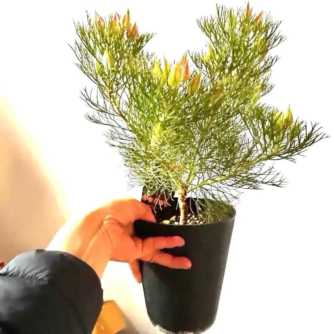 あ*き様 つぼみ64個！特A！セルリアプリティピンク現品発送致します。ラッピング