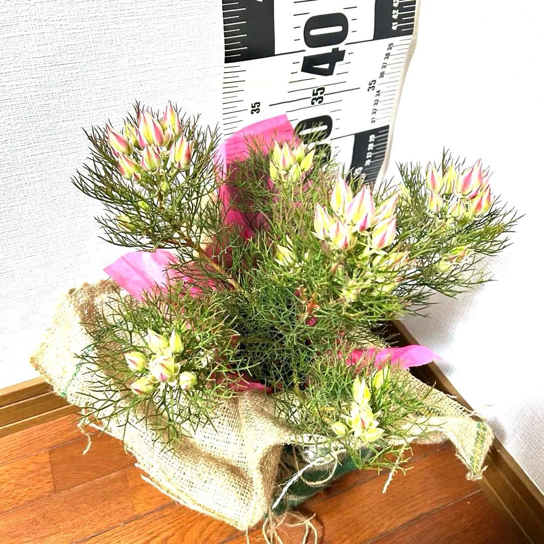 あ*き様 つぼみ64個！特A！セルリアプリティピンク現品発送致します。ラッピング