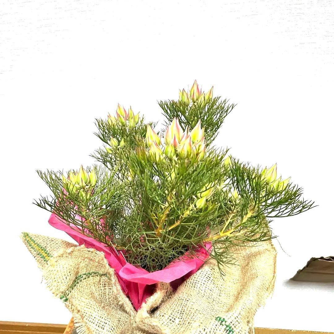 あ*き様 つぼみ64個！特A！セルリアプリティピンク現品発送致します。ラッピング