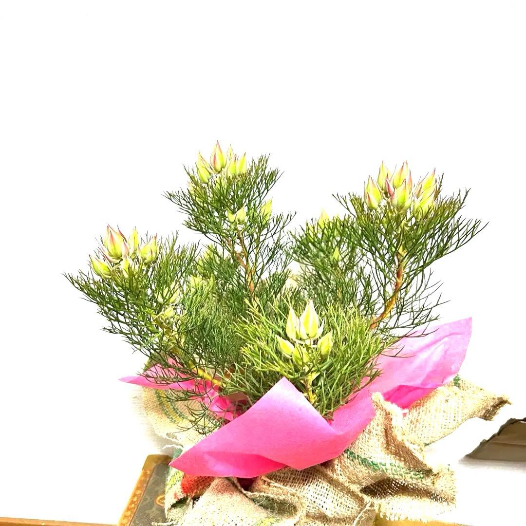 あ*き様 つぼみ64個！特A！セルリアプリティピンク現品発送致します。ラッピング