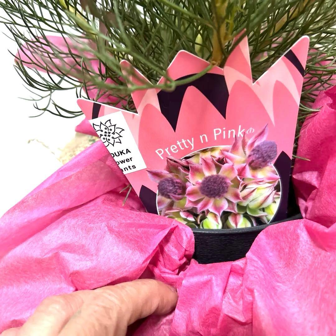 あ*き様 つぼみ64個！特A！セルリアプリティピンク現品発送致します。ラッピング