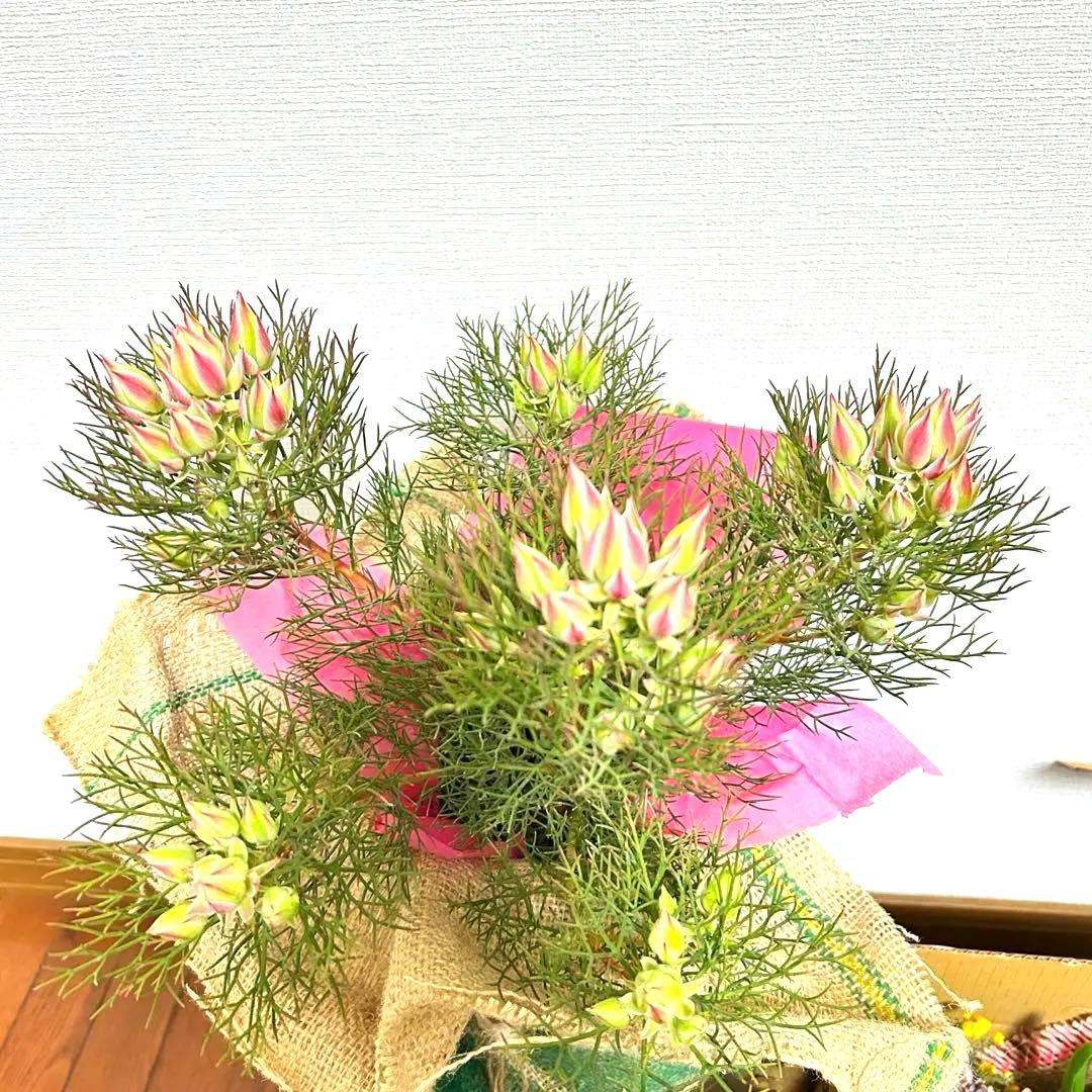 あ*き様 つぼみ64個！特A！セルリアプリティピンク現品発送致します。ラッピング