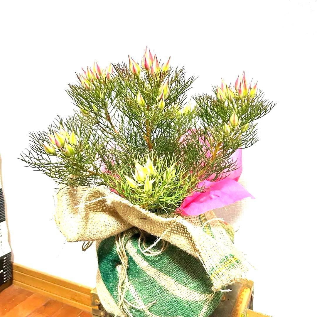 あ*き様 つぼみ64個！特A！セルリアプリティピンク現品発送致します。ラッピング