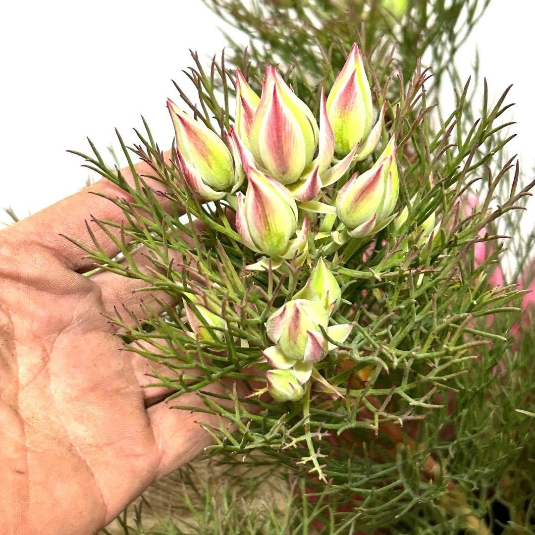 あ*き様 つぼみ64個！特A！セルリアプリティピンク現品発送致します。ラッピング