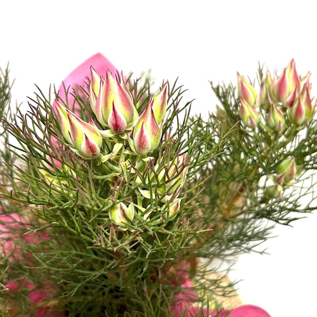 あ*き様 つぼみ64個！特A！セルリアプリティピンク現品発送致します。ラッピング