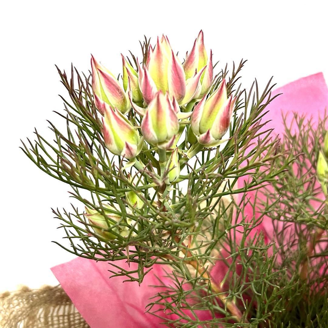 あ*き様 つぼみ64個！特A！セルリアプリティピンク現品発送致します。ラッピング