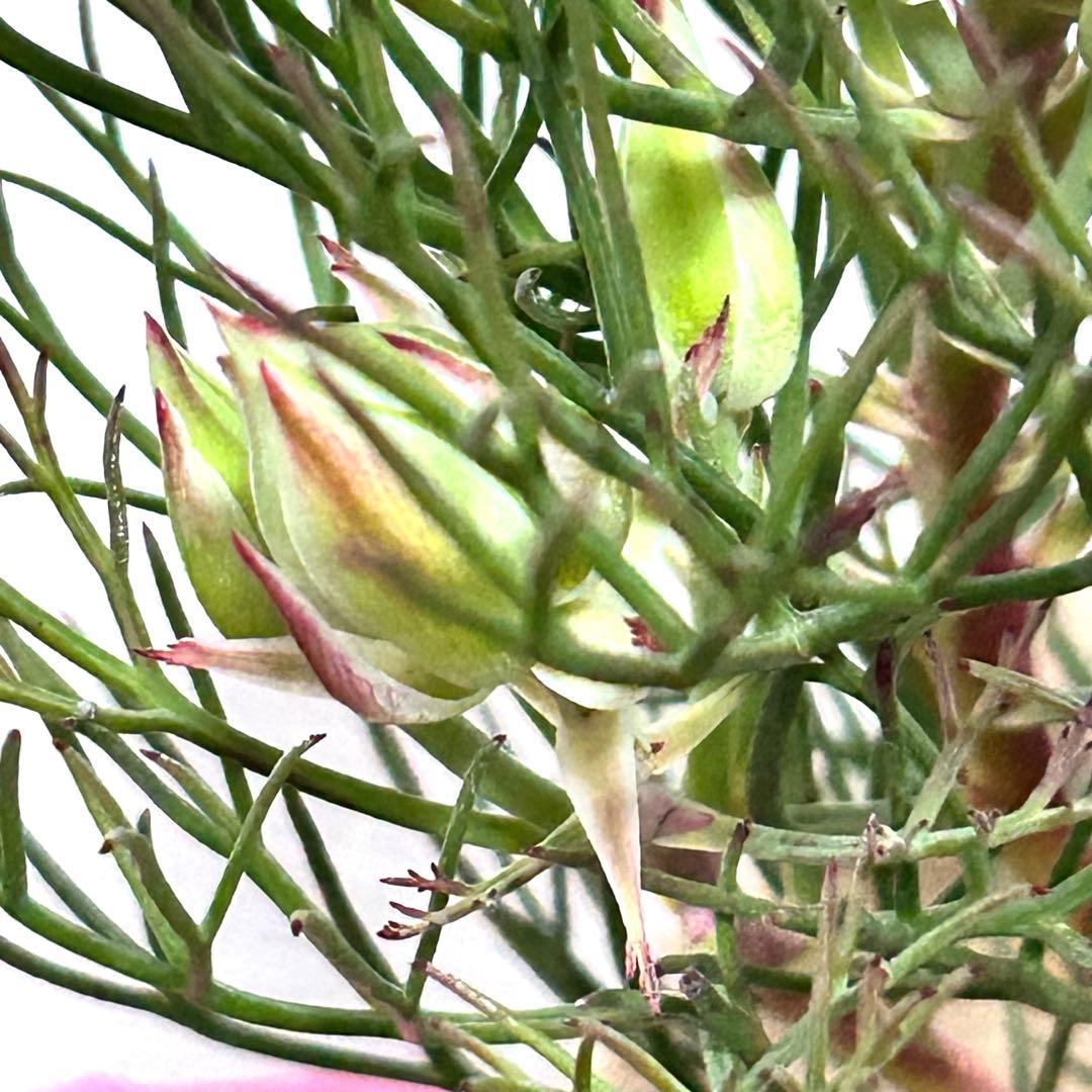 あ*き様 つぼみ64個！特A！セルリアプリティピンク現品発送致します。ラッピング