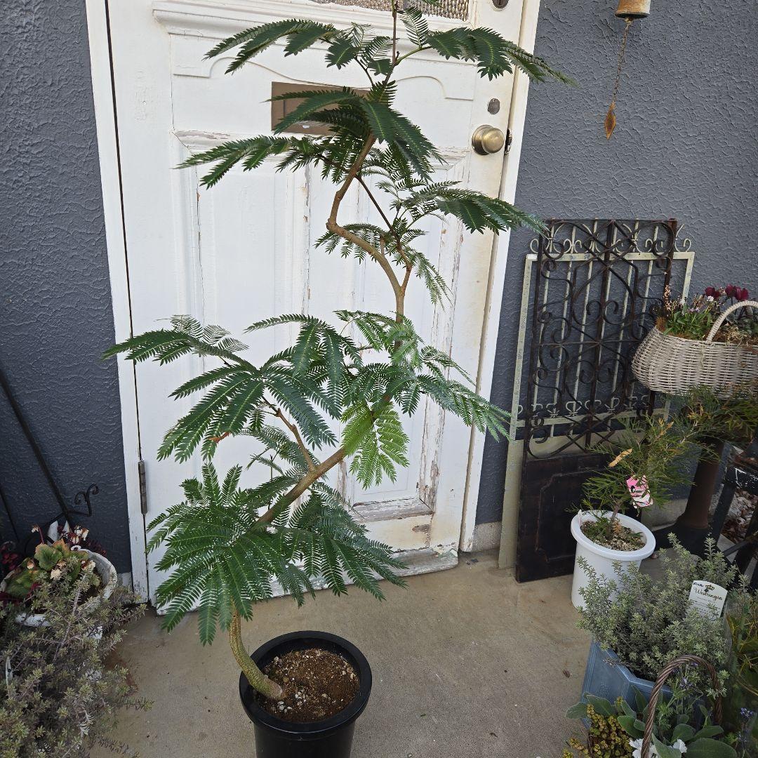 ①　エバーフレッシュ　曲がり仕立て　８号　特大苗木最高等級極上品‼️