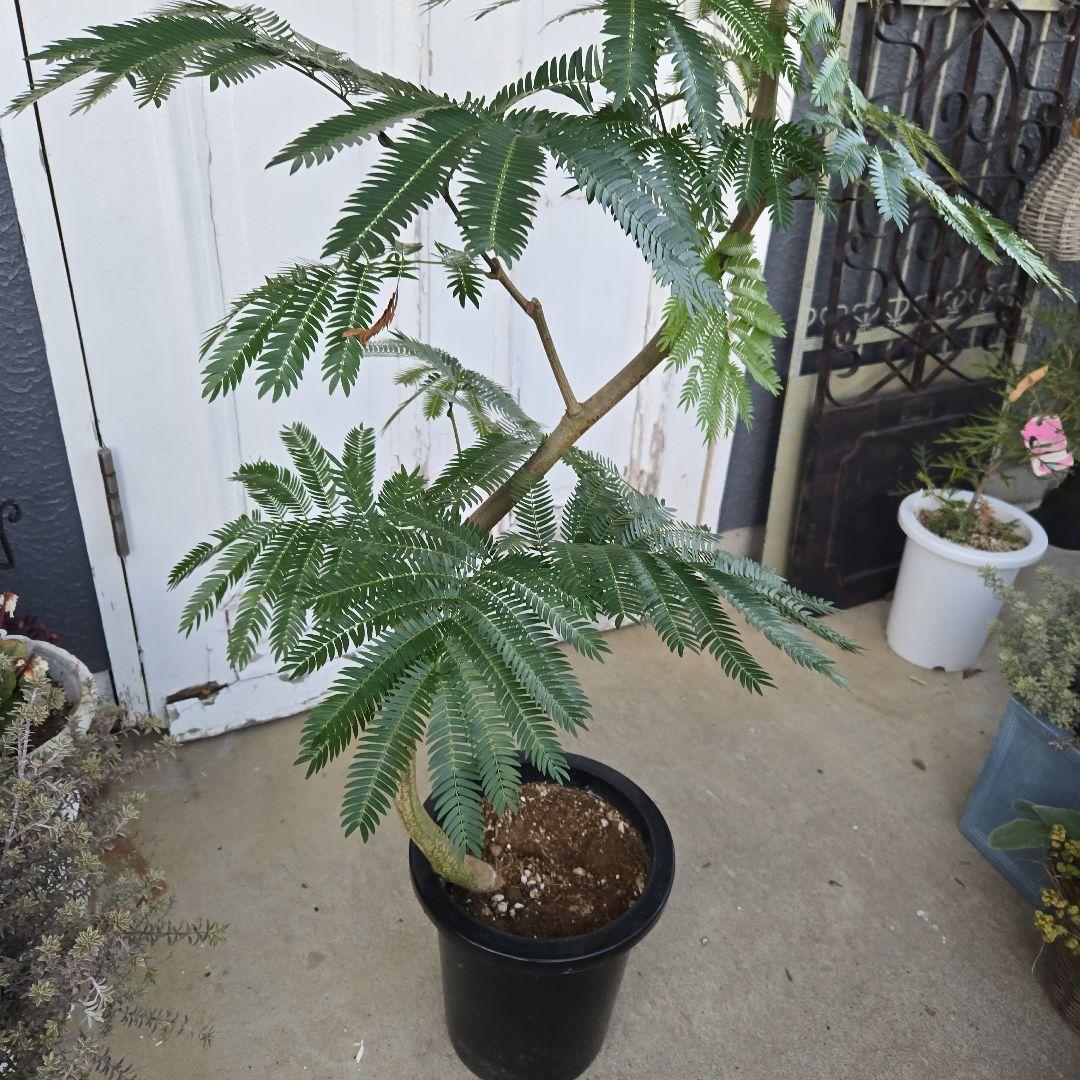 ①　エバーフレッシュ　曲がり仕立て　８号　特大苗木最高等級極上品‼️