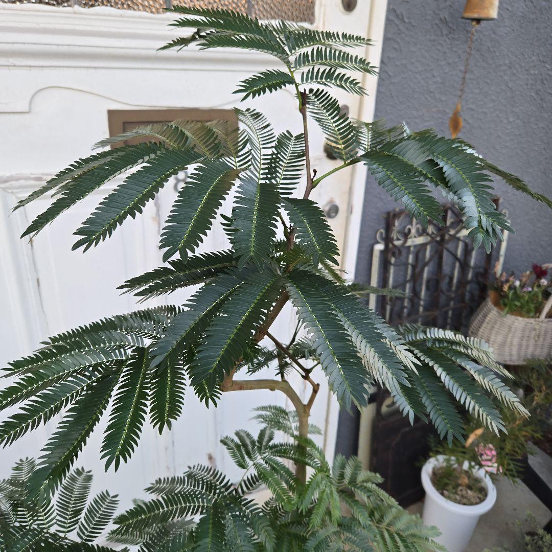 ①　エバーフレッシュ　曲がり仕立て　８号　特大苗木最高等級極上品‼️