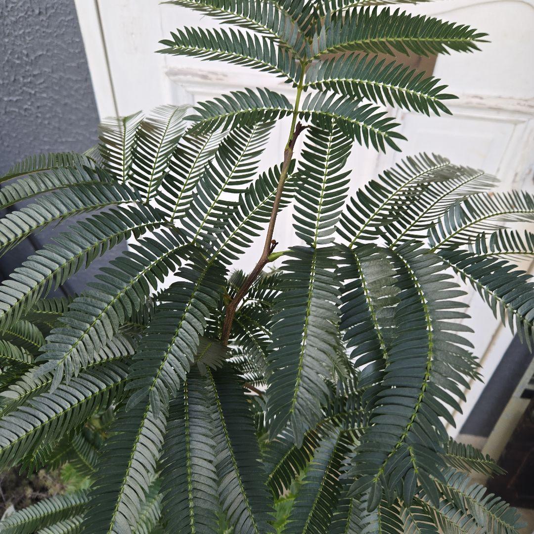 ①　エバーフレッシュ　曲がり仕立て　８号　特大苗木最高等級極上品‼️