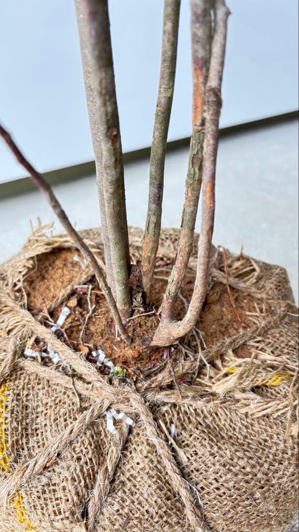 優雅で繊細な樹形 希少 ナツハゼ 株立 534 樹高1.4m位 良品 良株 夏櫨