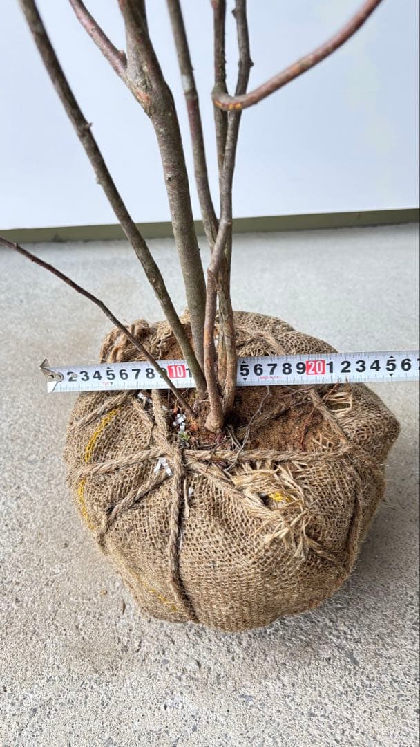 優雅で繊細な樹形 希少 ナツハゼ 株立 534 樹高1.4m位 良品 良株 夏櫨