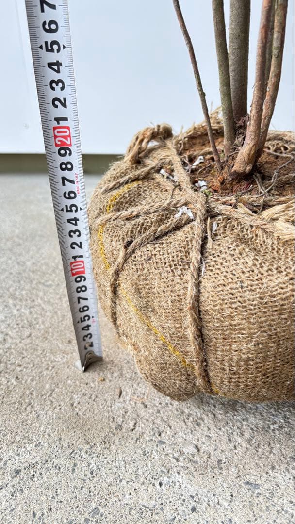 優雅で繊細な樹形 希少 ナツハゼ 株立 534 樹高1.4m位 良品 良株 夏櫨